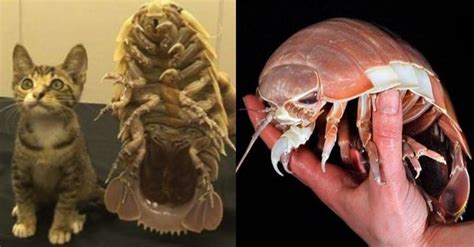 largest land isopod.